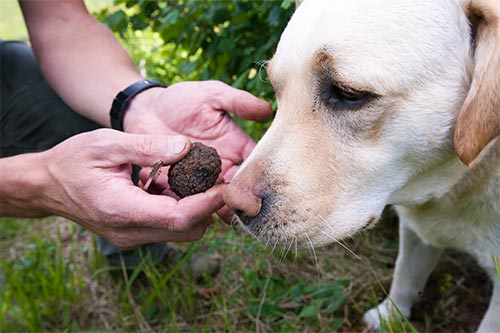 burgundy's truffle